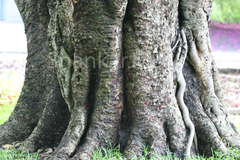 Ficus benghalensis